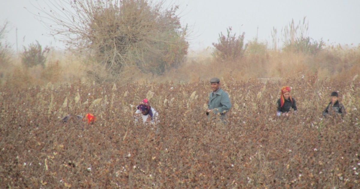 Involuntary Volunteers: Turkmenistan Mobilizes State Workers To Pick Cotton