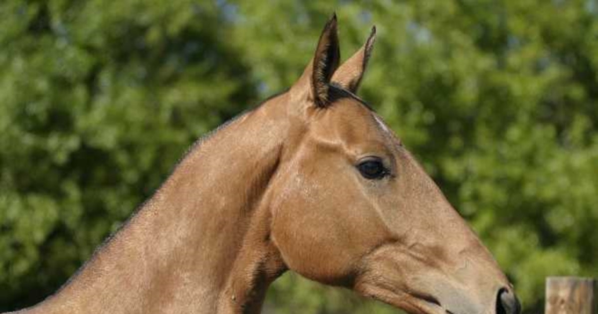 Turkmenistan: Legendary Horses Look To Make Comeback